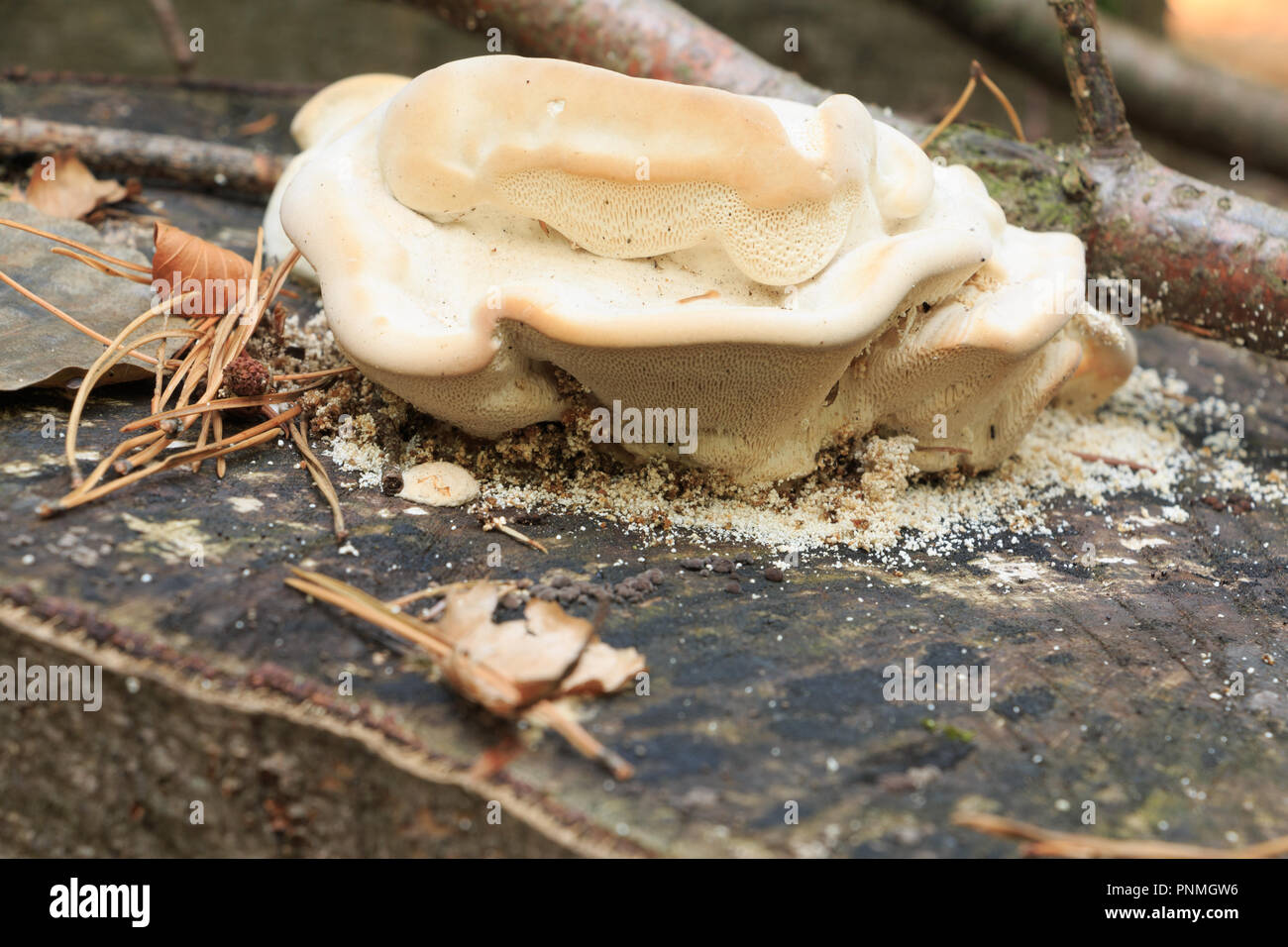 Mushroom - radice cresce in spugna sul moncone nel bosco di faggio. Egli è visto nella luce di colore con gli insetti. (PHILLINUS IGNIARIUS) Foto Stock
