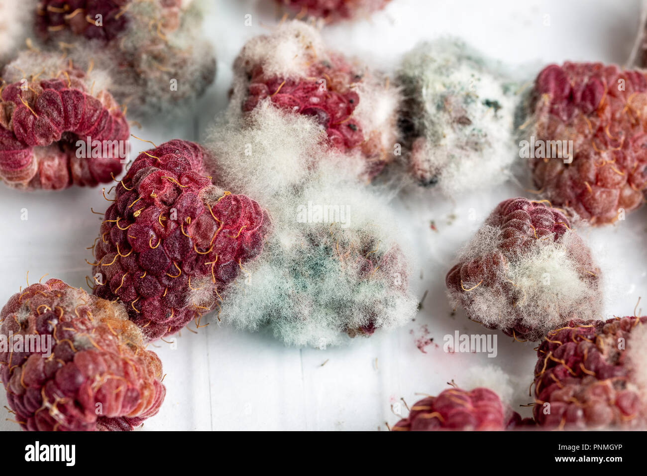 Close-up ripe rosso lampone marcio con il bianco muffa grigia su di esso. Viziati berry in scatola di plastica Foto Stock