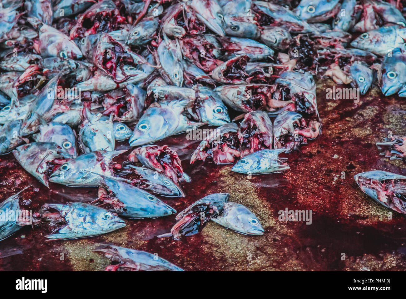 I pesci morti al mercato di pesca a Dewundara porto di pesca, Sri Lanka Foto Stock