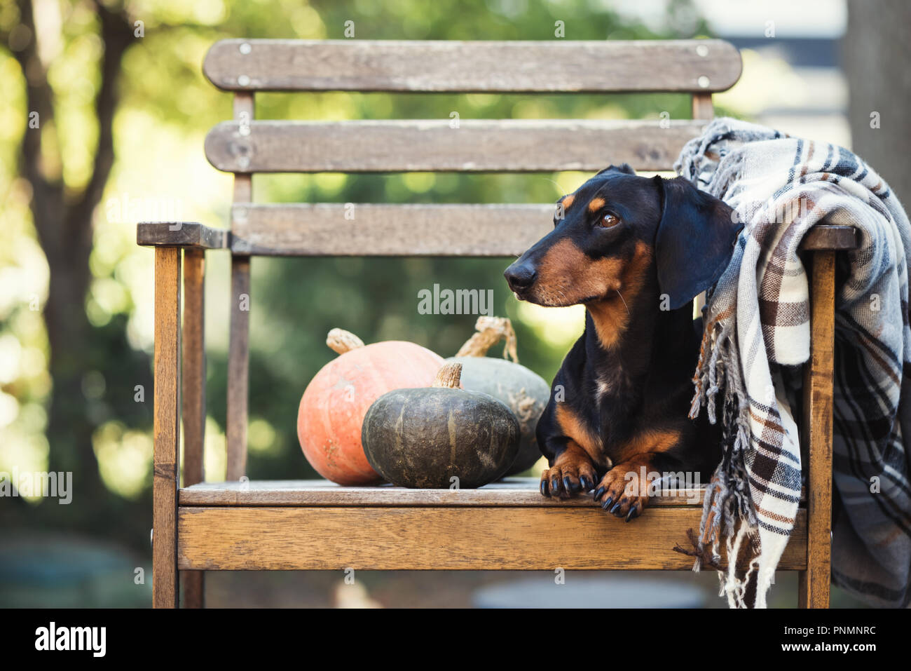 Bassotto di pura razza di cane in miniatura, lavori di posa in opera su una sedia, zucche, autunno o caduta in coperta, il fuoco selettivo Foto Stock