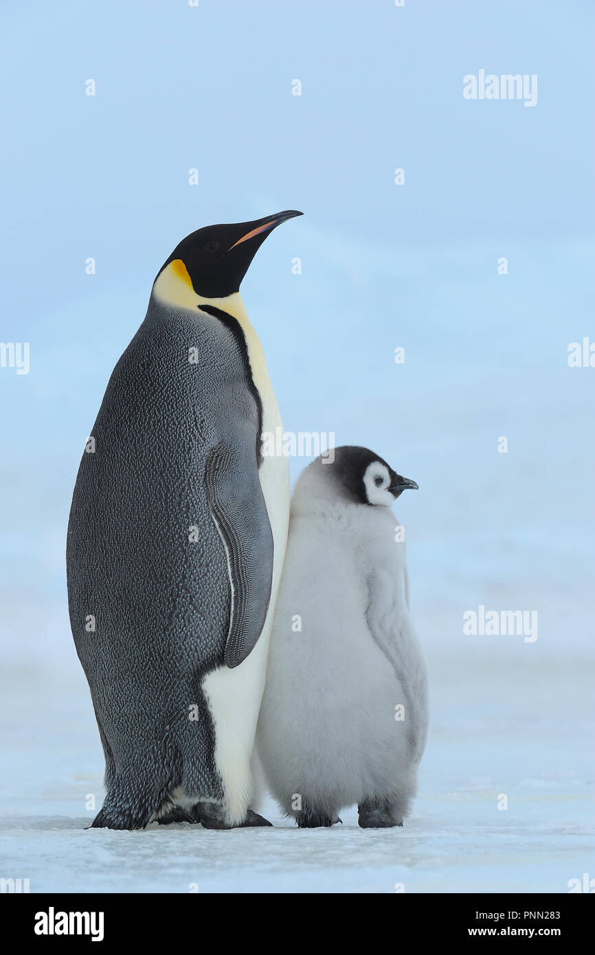 Pinguini imperatore, Aptenodytes forsteri, con un pulcino, Snow Hill Island, Penisola Antartica, Antartide Foto Stock