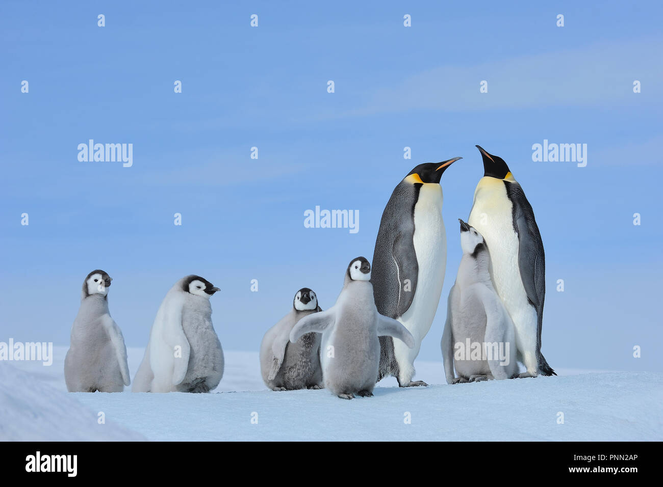 Pinguini imperatore, Aptenodytes forsteri, coppia di pulcini, Snow Hill Island, Penisola Antartica, Antartide Foto Stock