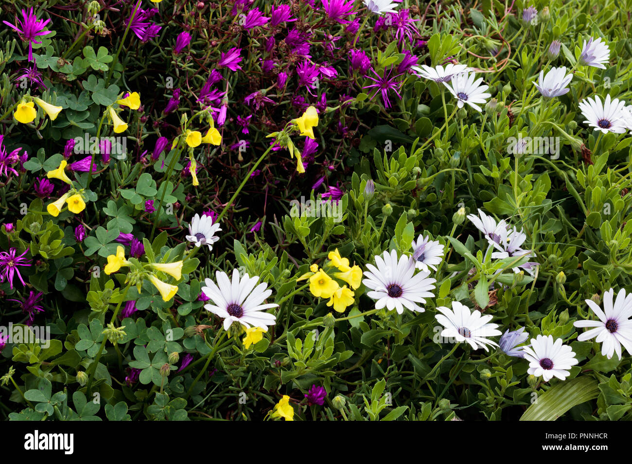 Bella primavera estate fiore di piccoli fiori gialli, margherite africane e trifoglio, un grazioso floral texture di sfondo, formato orizzontale Foto Stock