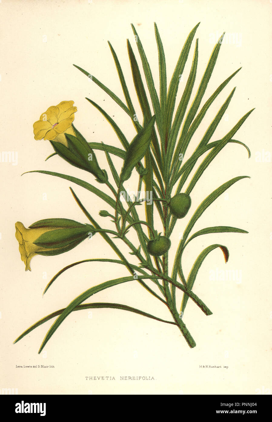 Oleander giallo o dado fortunato, Thevetia nerifolia (Thevetia nereifolia). Litografia Handcolored da D. Blair dopo una illustrazione di Lena Lowis dal suo familiare fiori indiani con le piastre colorate, L. Reeve, Londra, 1878. Lena Lowis, precedentemente Selena Caroline Shakespear (1845-1919), era una donna britannica che artista che ha viaggiato in India con il marito tenente-colonnello Ninian Lowis. Foto Stock