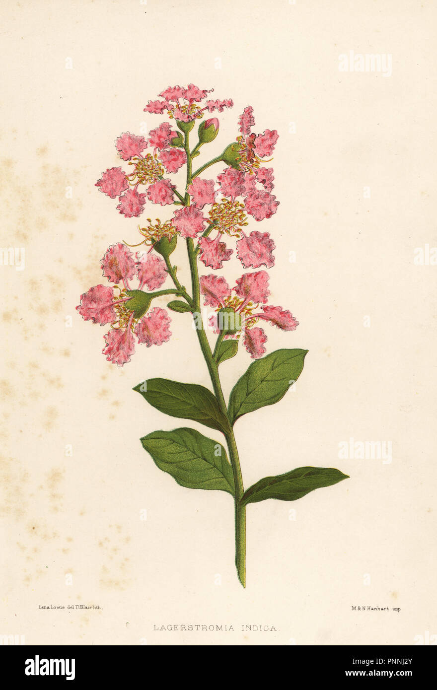 Mirto di crespo, Lagerstromia indica. Litografia Handcolored da D. Blair dopo una illustrazione di Lena Lowis dal suo familiare fiori indiani con le piastre colorate, L. Reeve, Londra, 1878. Lena Lowis, precedentemente Selena Caroline Shakespear (1845-1919), era una donna britannica che artista che ha viaggiato in India con il marito tenente-colonnello Ninian Lowis. Foto Stock