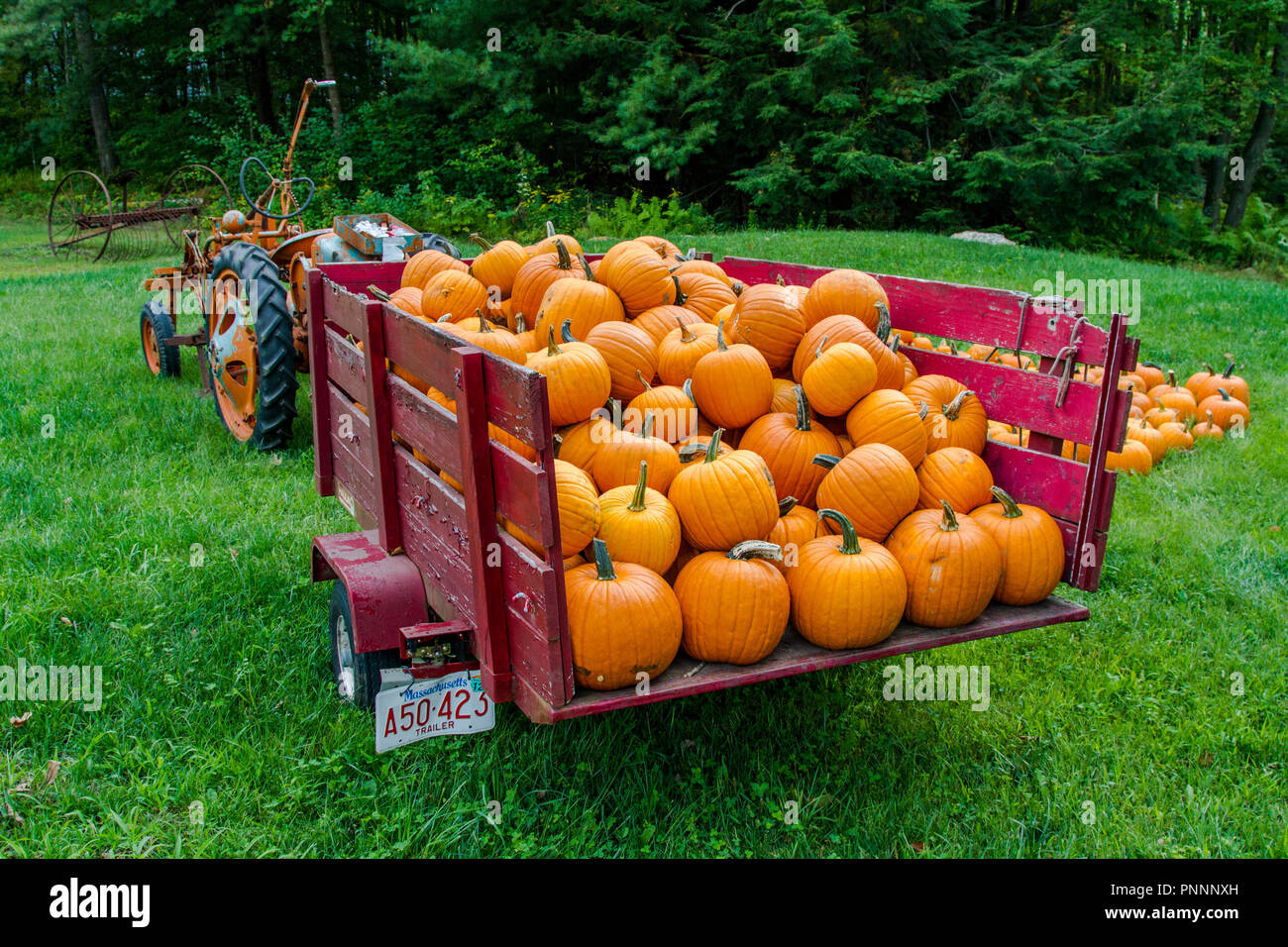 Un carro carico di zucche appena raccolto e pronto per la festa di Halloween Foto Stock