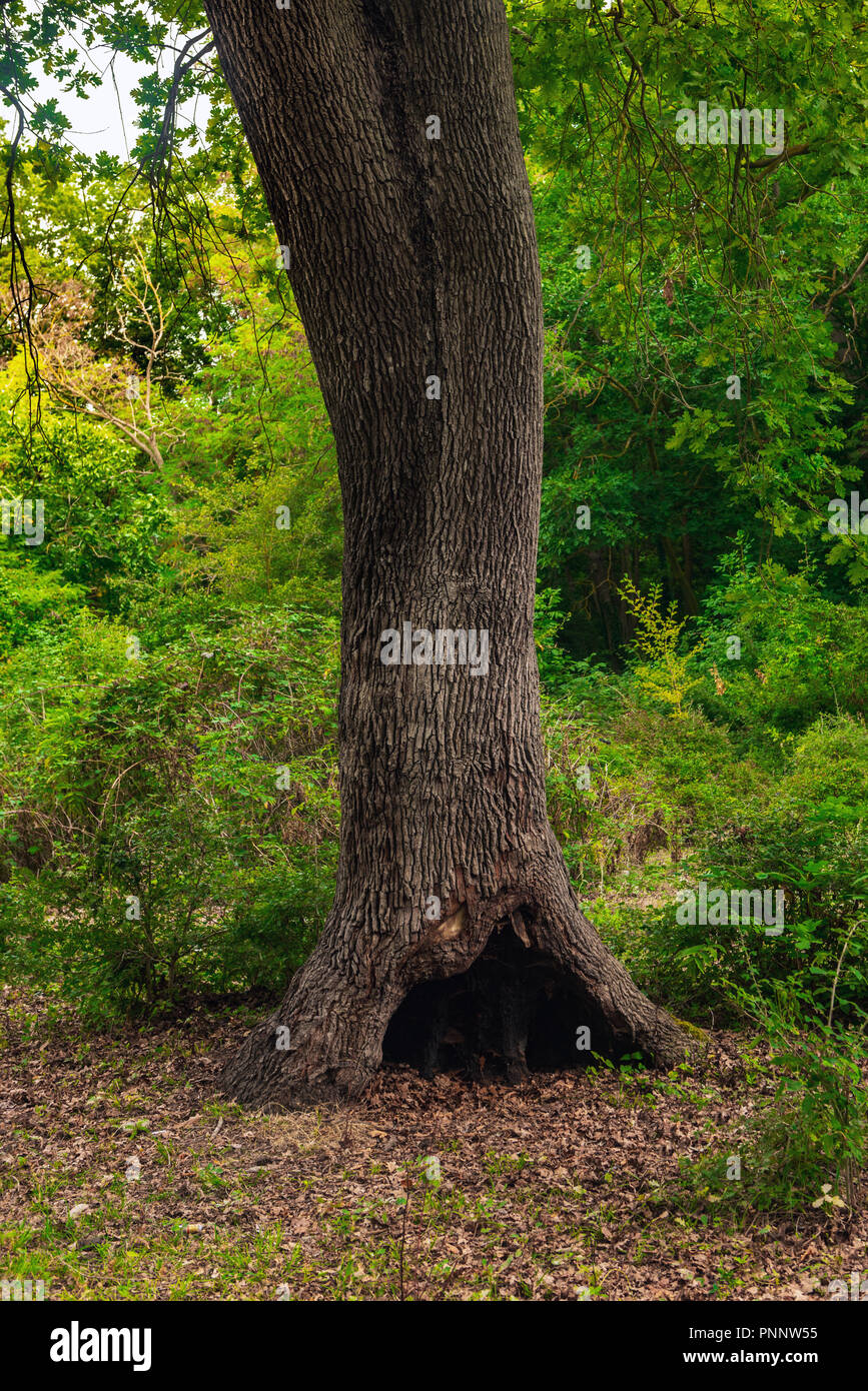 Cavo nel tronco di un vecchio albero Foto stock - Alamy