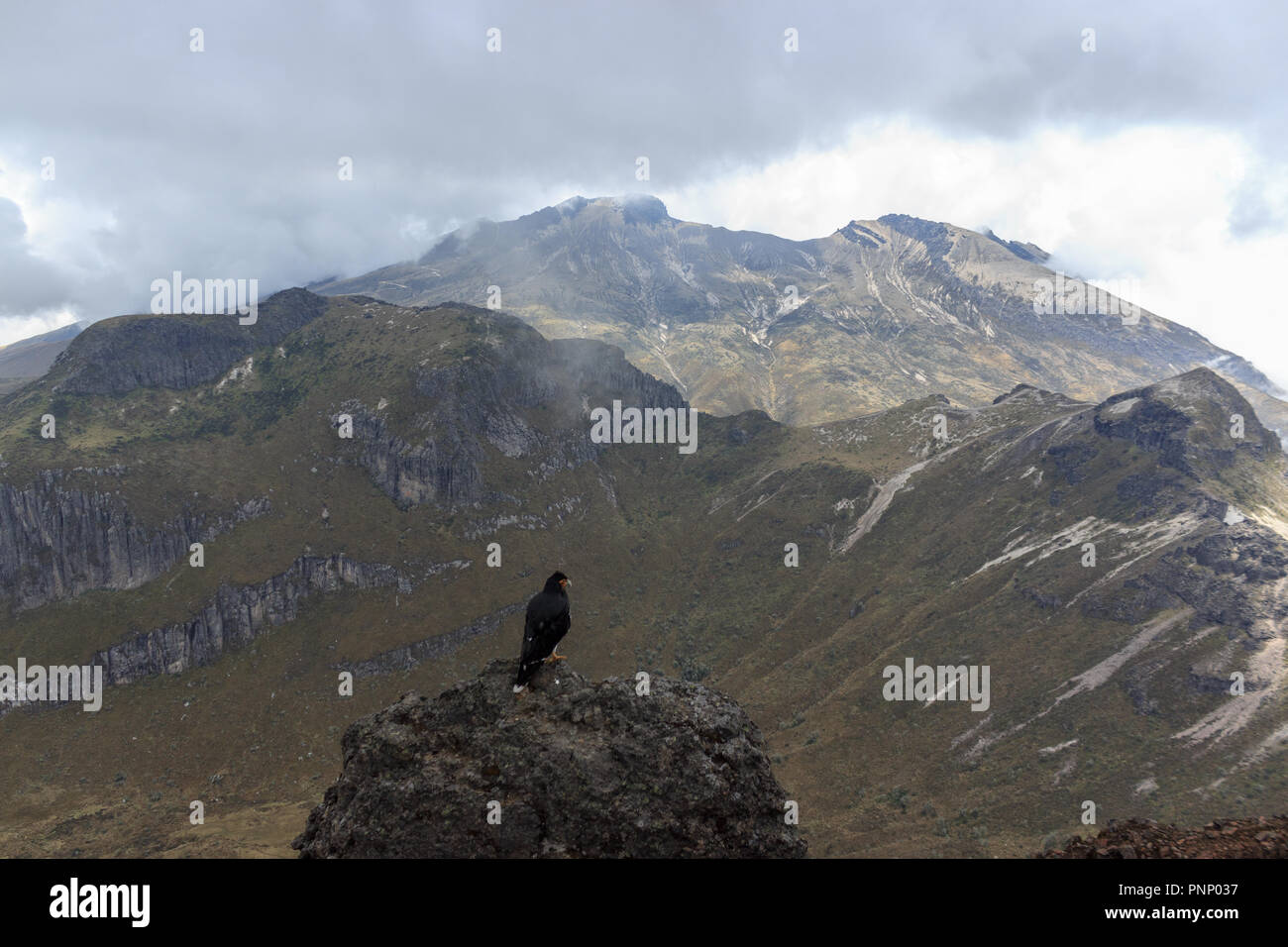 Eagle su ruca pichincha su Quito, Ecuador Foto Stock