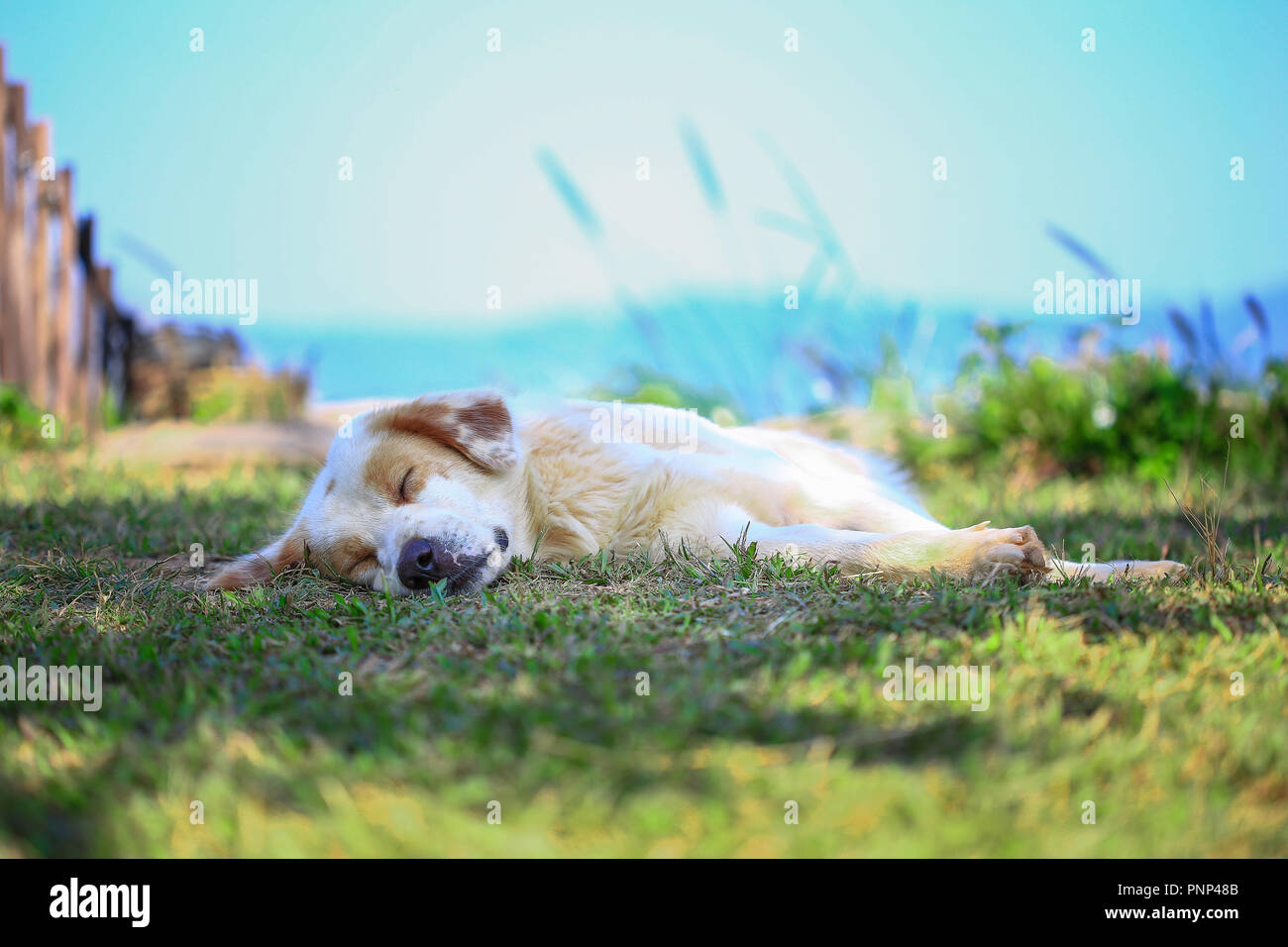 Cani Dormire bene in natura. Foto Stock