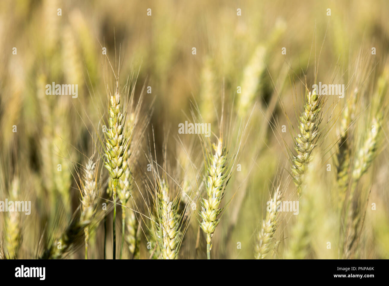 Un campo di prato orzo (Hordeum brachyantherum) Foto Stock