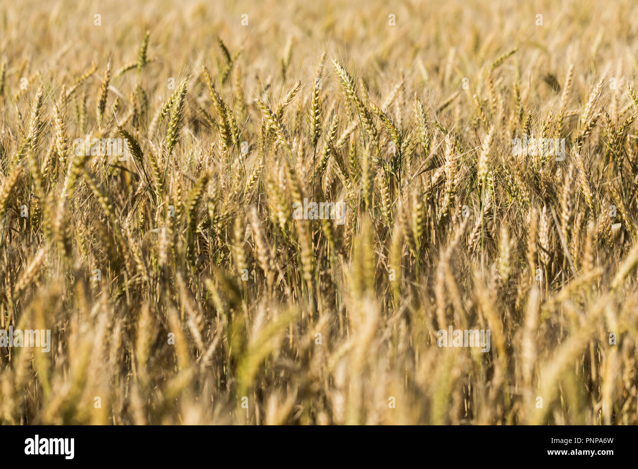 Un campo di prato orzo (Hordeum brachyantherum) Foto Stock