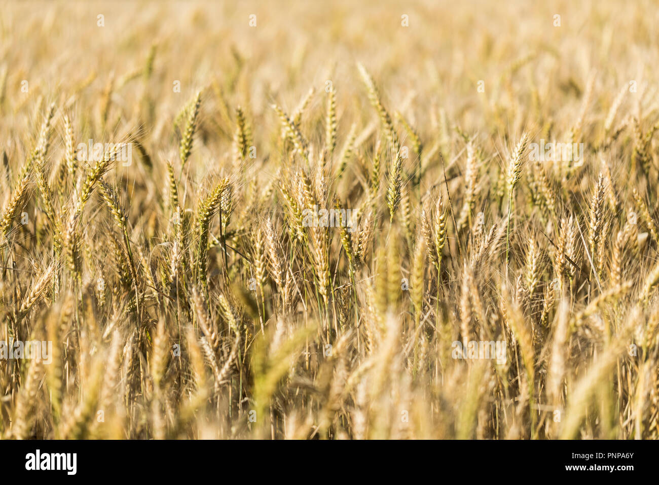 Un campo di prato orzo (Hordeum brachyantherum) Foto Stock