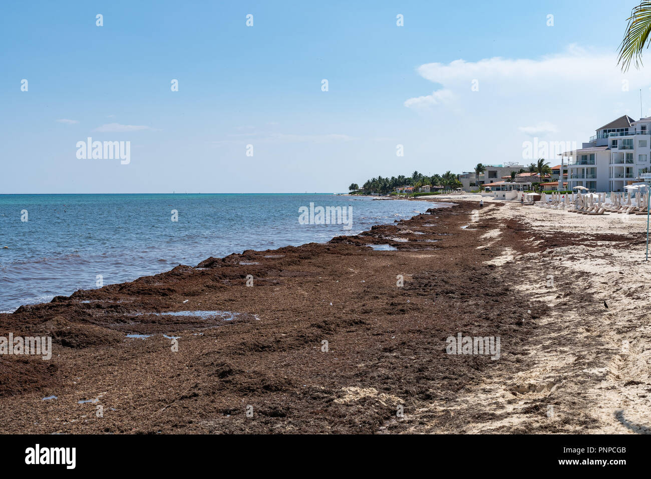 Sargassum le alghe le alghe di mare problema su una spiaggia caraibica sul Messico Foto Stock