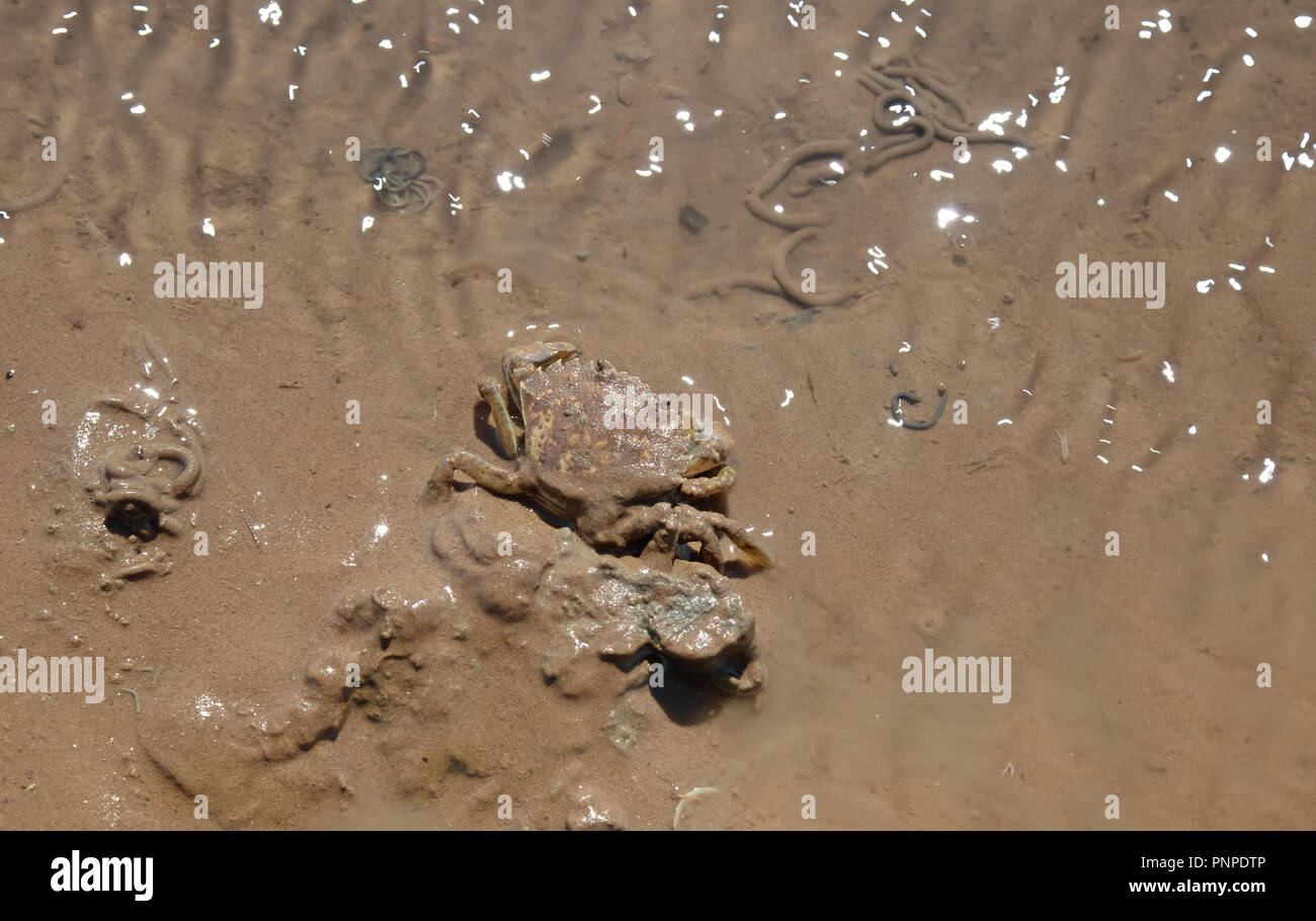 Il granchio in danese il Wadden Sea Foto Stock