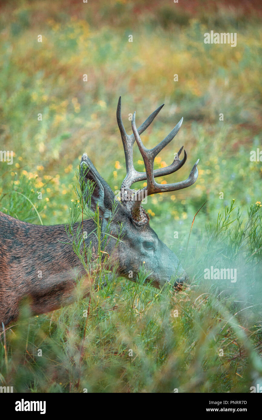 Nero-tailed deer Foto Stock