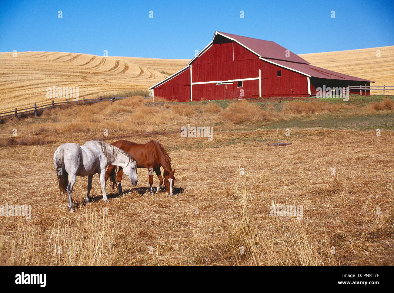 Stati Uniti d'America. La Contea di Washington. Rurale scena con fienile e cavallo al pascolo. Foto Stock