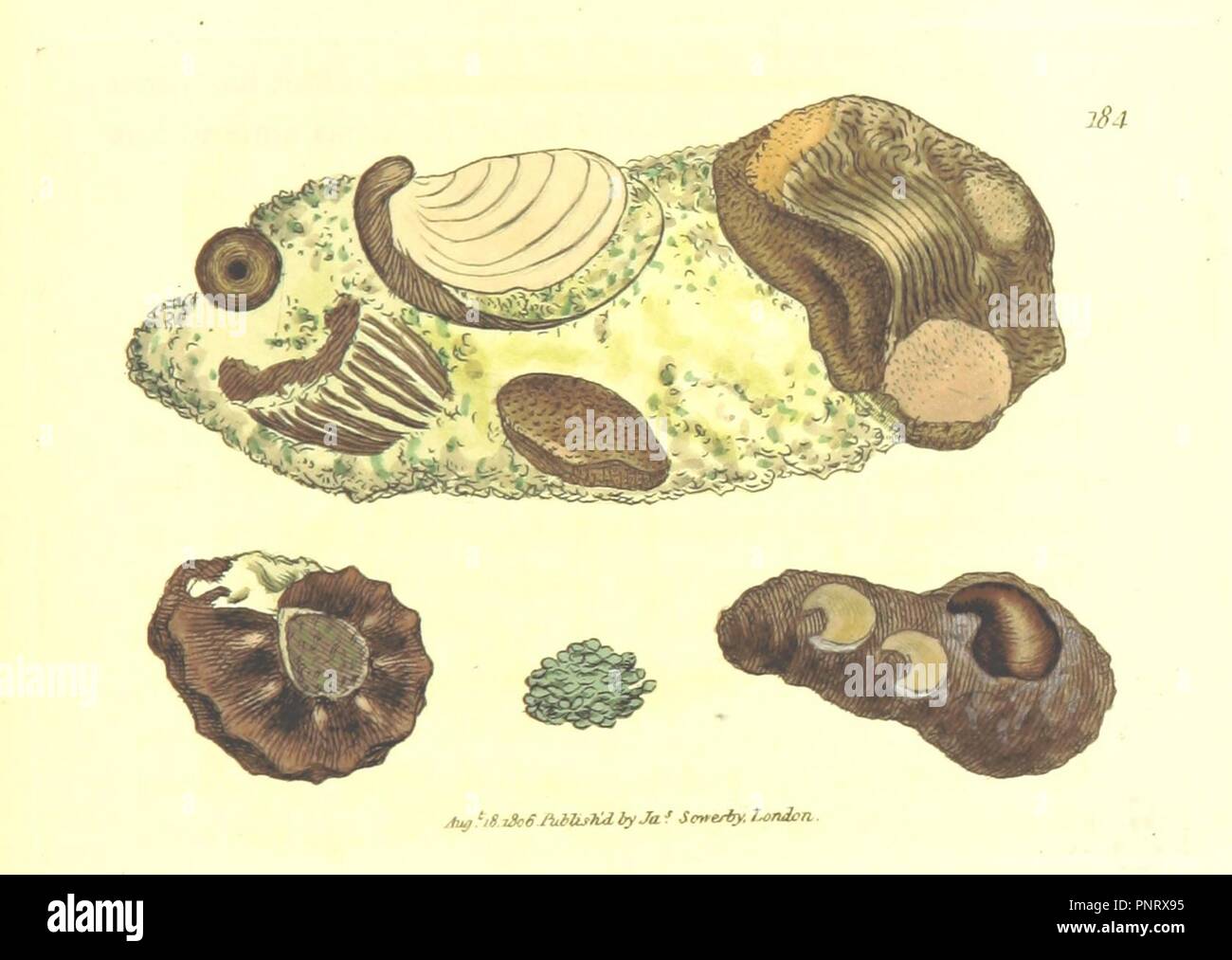 Immagine dalla pagina 355 di " British mineralogia o figure colorate destinate a chiarire la mineralogia di Gran Bretagna. Da J. Sowerby (con assistenza). F.P' . Foto Stock