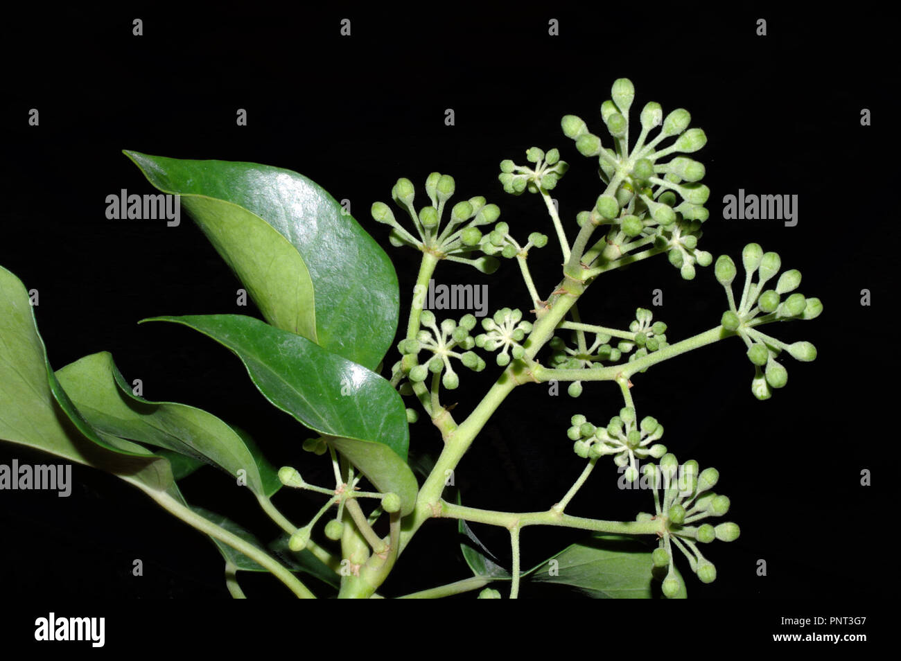 Hedera hibernica blossom close-up Foto Stock