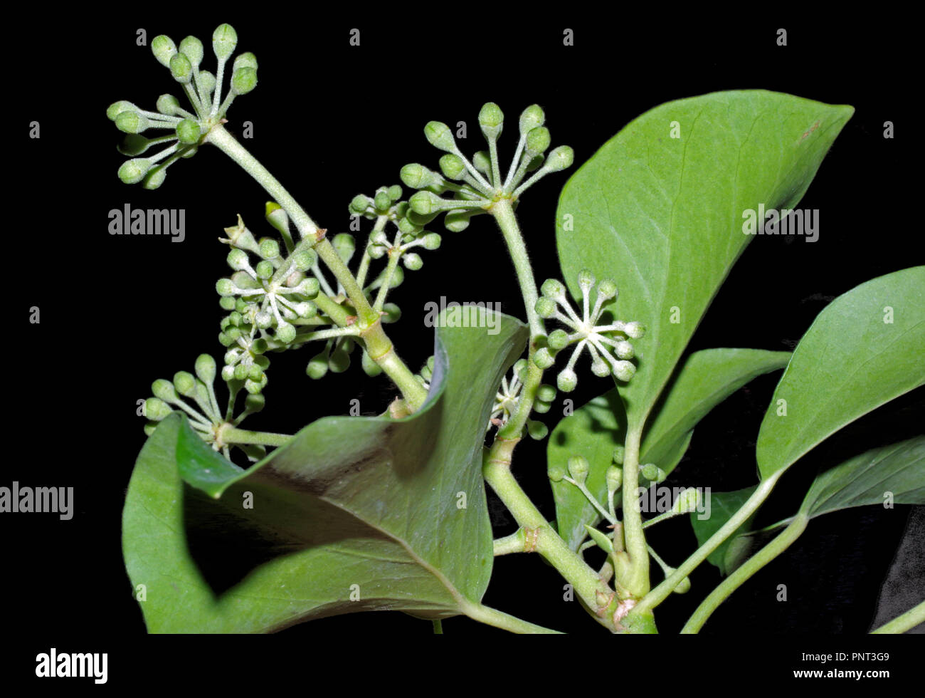 Hedera hibernica blossom close-up Foto Stock