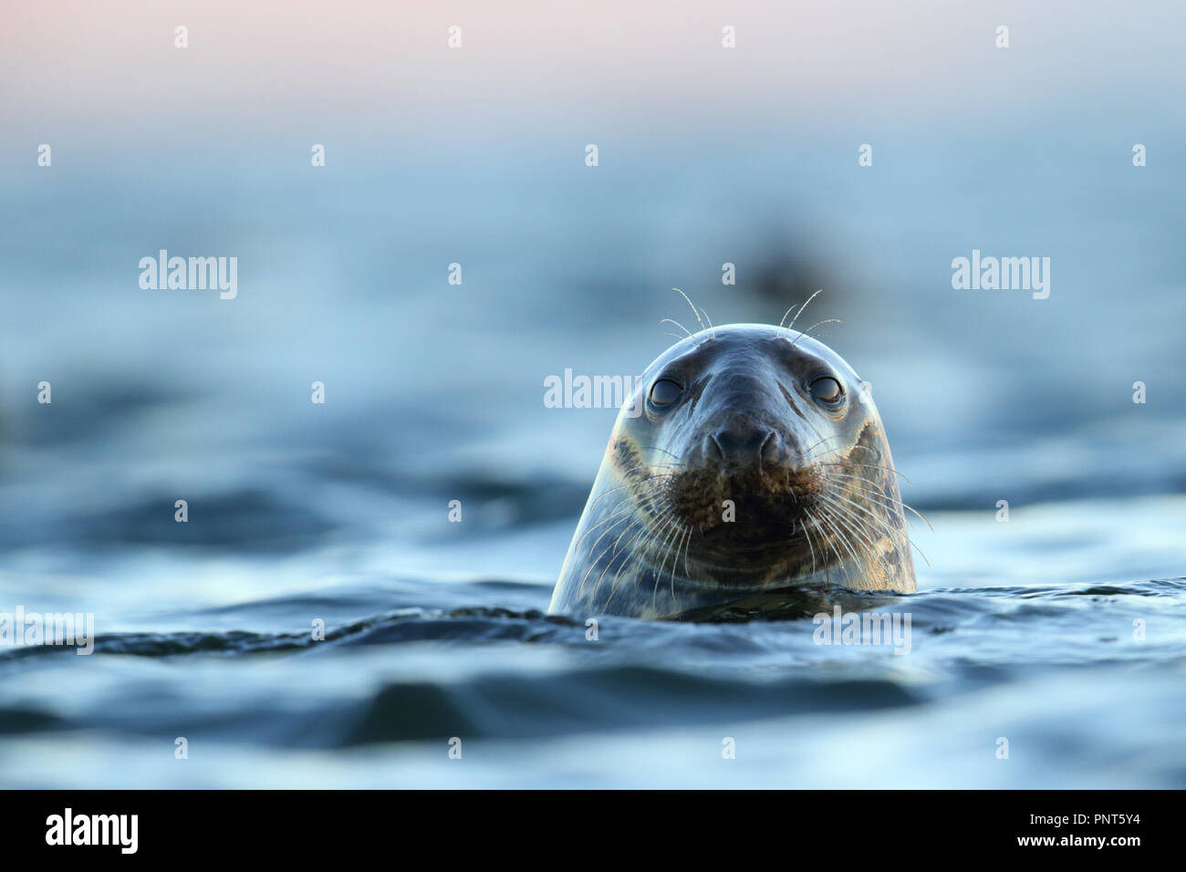 Le foche grigie (Halichoerus grypus) nel mar Baltico, l'Europa Foto Stock