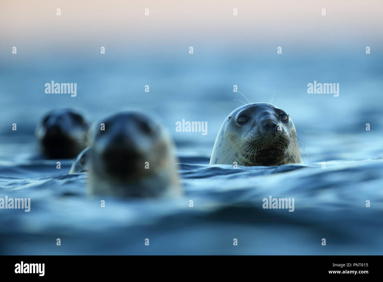 Le foche grigie (Halichoerus grypus) nel mar Baltico, l'Europa Foto Stock