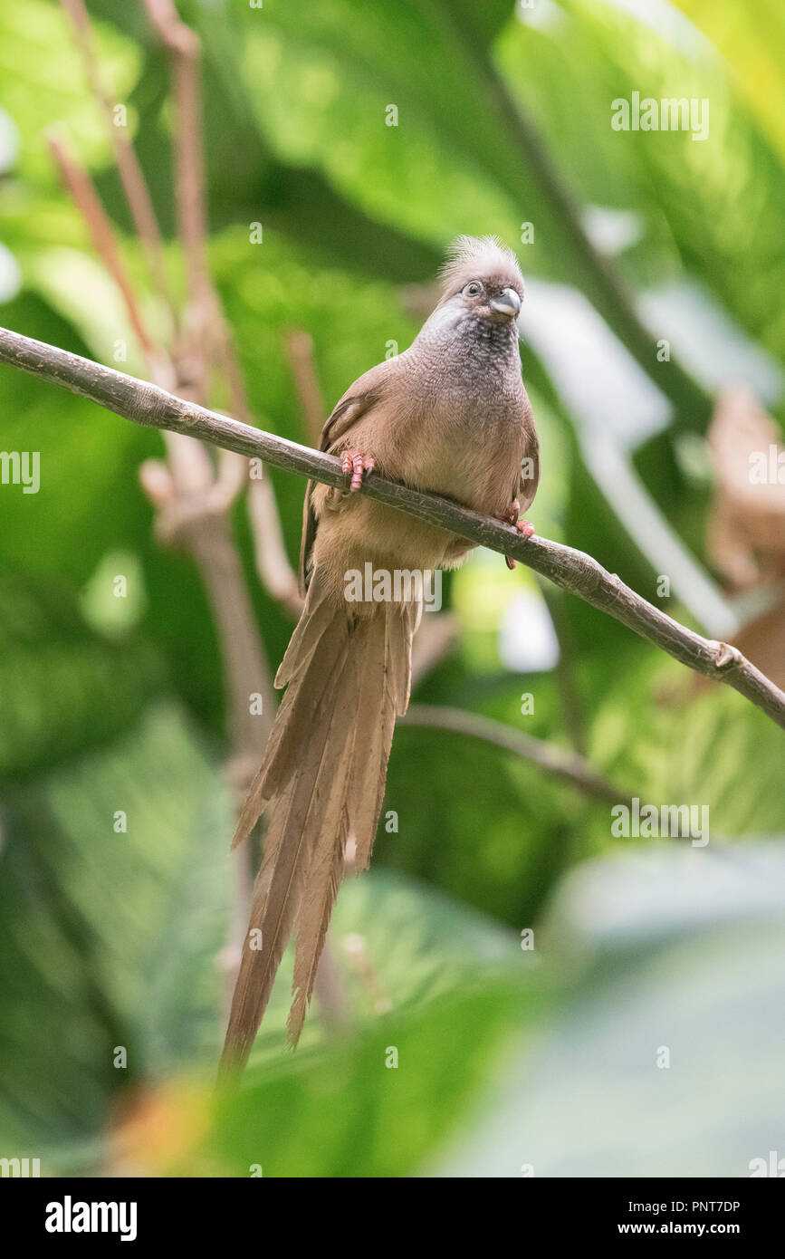 Foto casuale di animali per la maggior parte in cattività catturato in Paignton Zoo ,devon. Principalmente di gorilla e uccelli. Foto Stock