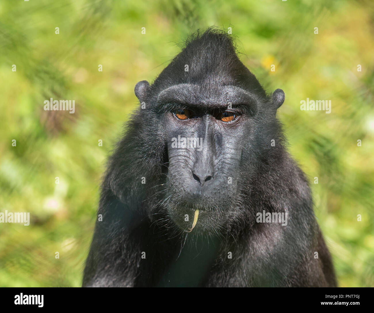 Foto casuale di animali per la maggior parte in cattività catturato in Paignton Zoo ,devon. Principalmente di gorilla e uccelli. Foto Stock