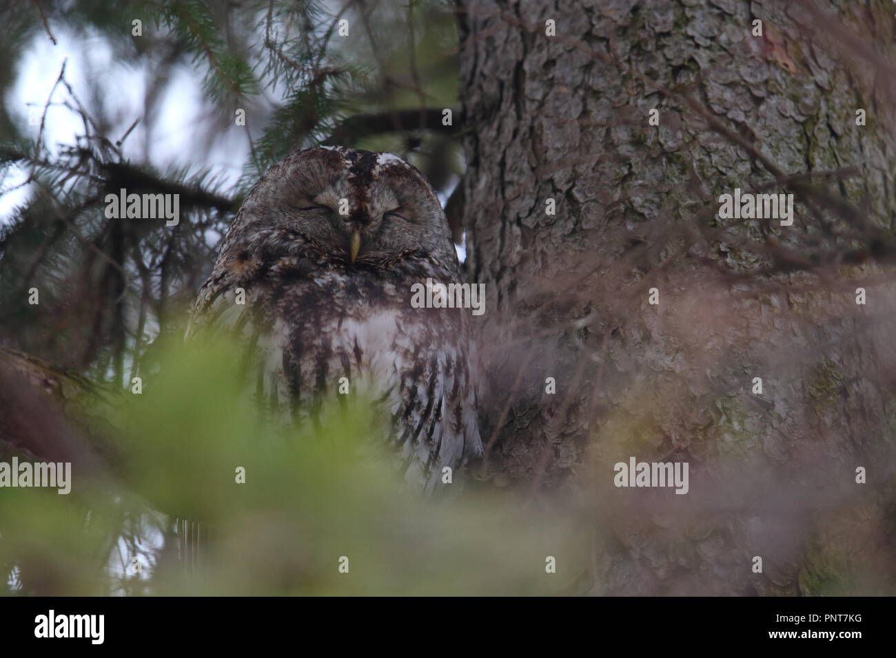 Appoggio Allocco (Strix aluco), Europa Foto Stock