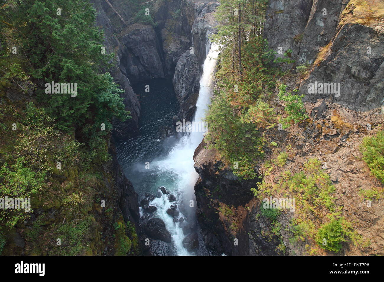 Elk Cade vicino a Campbell River, Isola di Vancouver, BC, Canada Foto Stock