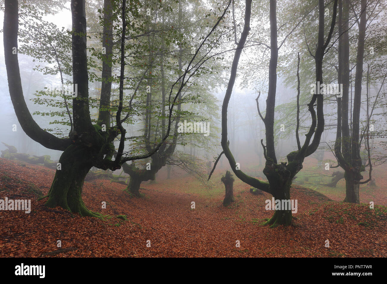 Misty foresta di faggio a Gorbea NP (Biscaglia, Paese Basco) Foto Stock