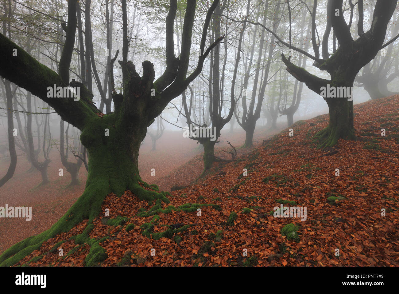 Misty foresta di faggio a Gorbea NP (Biscaglia, Paese Basco) Foto Stock