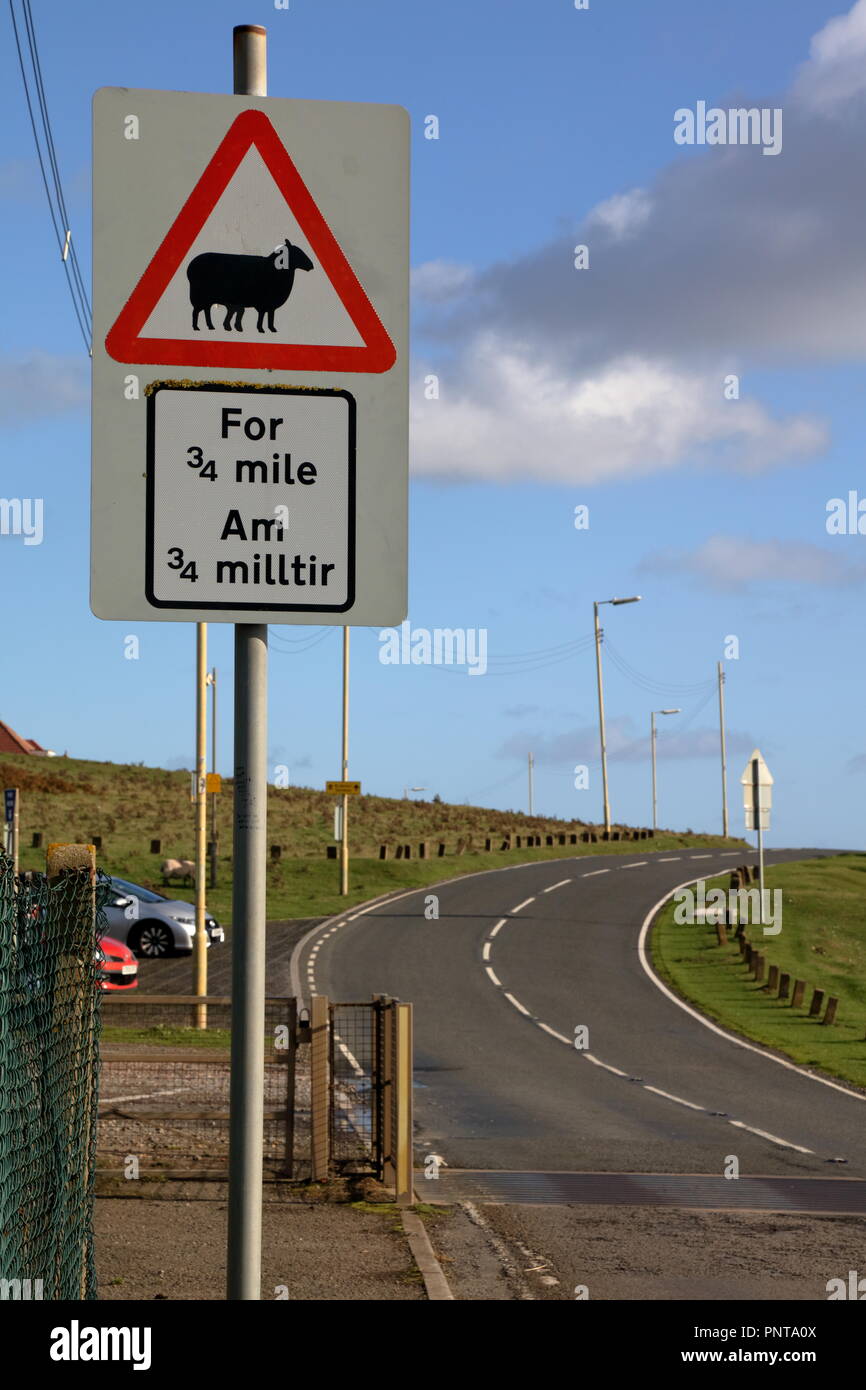 Un graffitti artisti piccola aggiunta ad un cartello stradale su una strada principale dove pecore vagano liberamente l'autostrada, preso come un vicino che mostra i segni oltre. Foto Stock