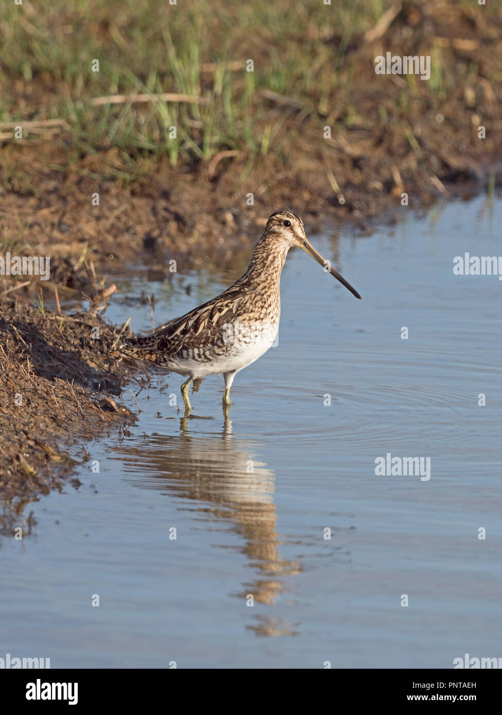 Beccaccino Gallinago gallinago North Norfolk può Foto Stock
