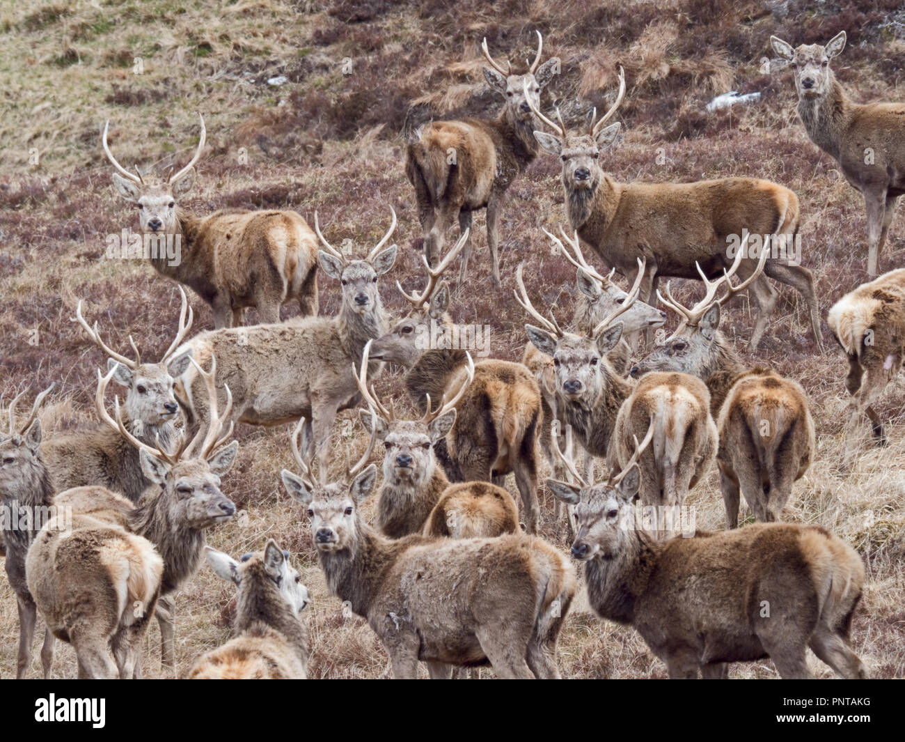 Red Deer cervus elaphus Flow Country a Forsinaird RSPB Scozia settentrionale può Foto Stock