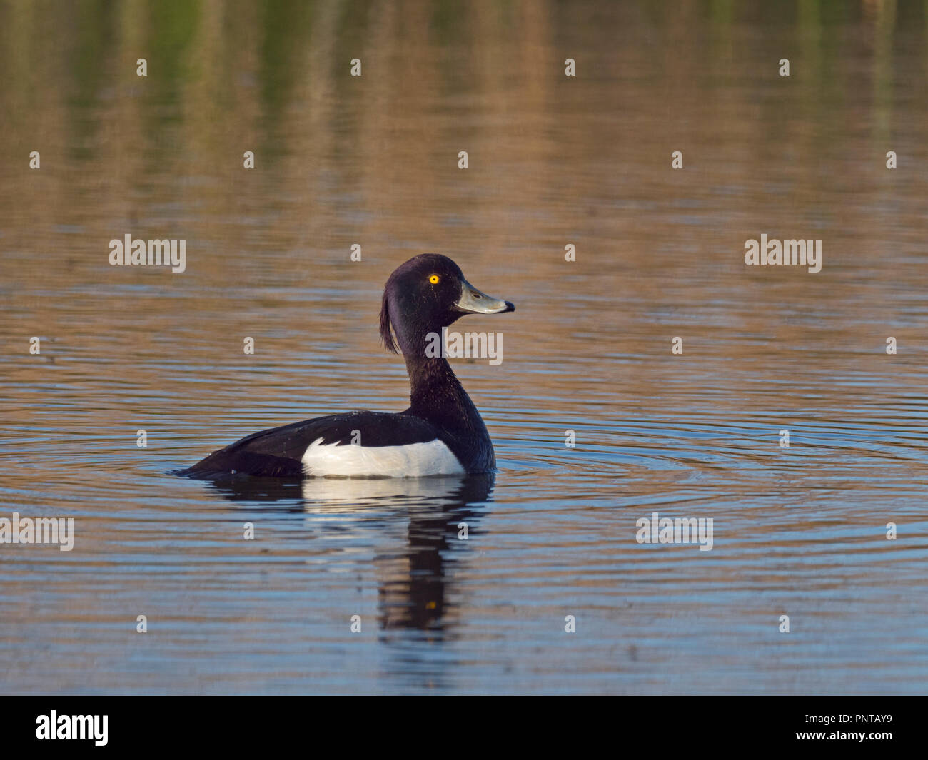 Moretta Aythya fuligula maschio può Norfolk Foto Stock