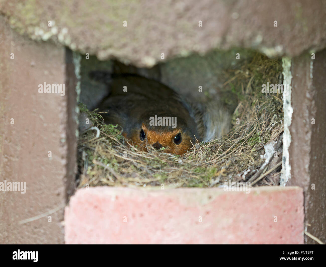 Robin Eithacus rubecula nesting in vetrina aperta scatola di nido Norfolk può Foto Stock