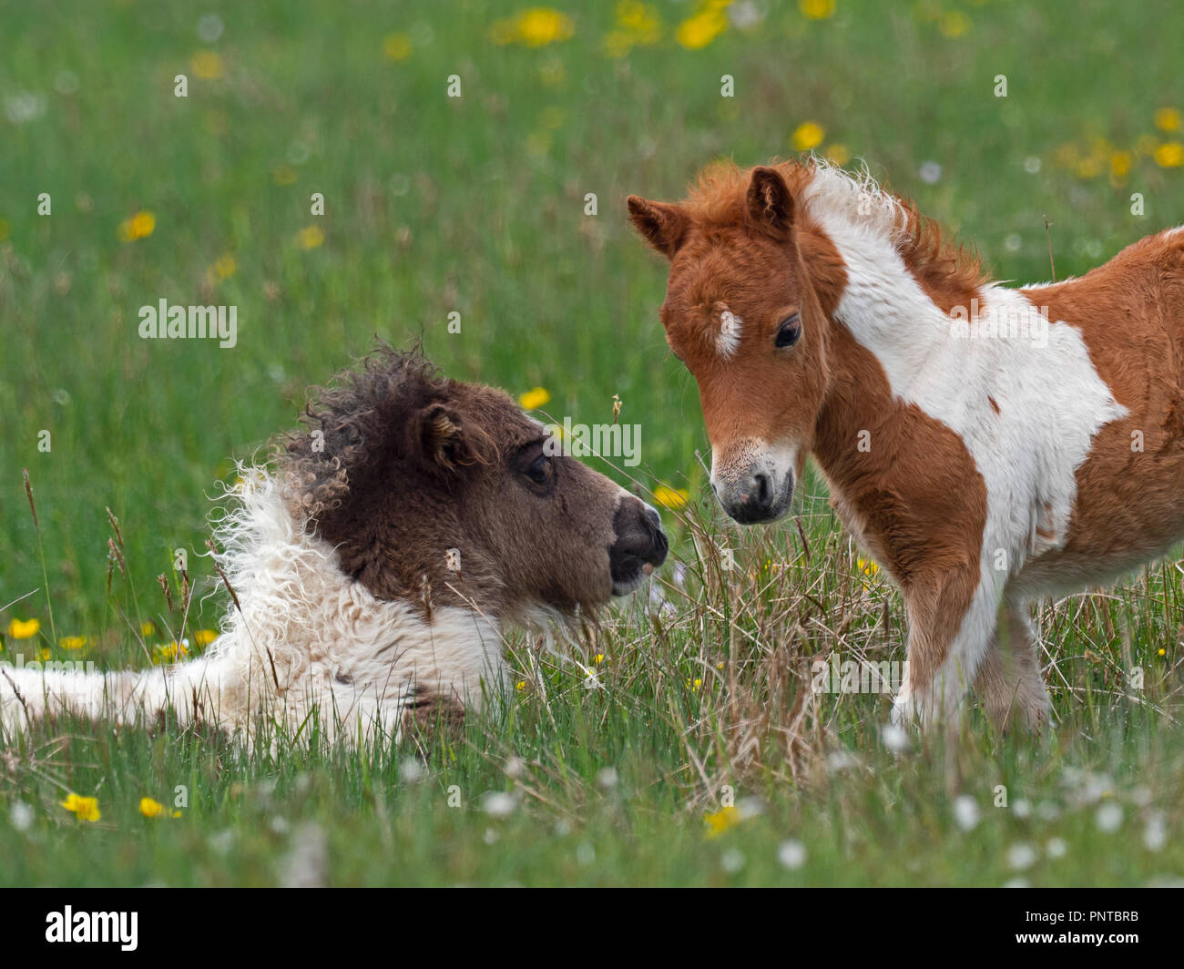Pony Shetland puledri Shetland a molla Foto Stock
