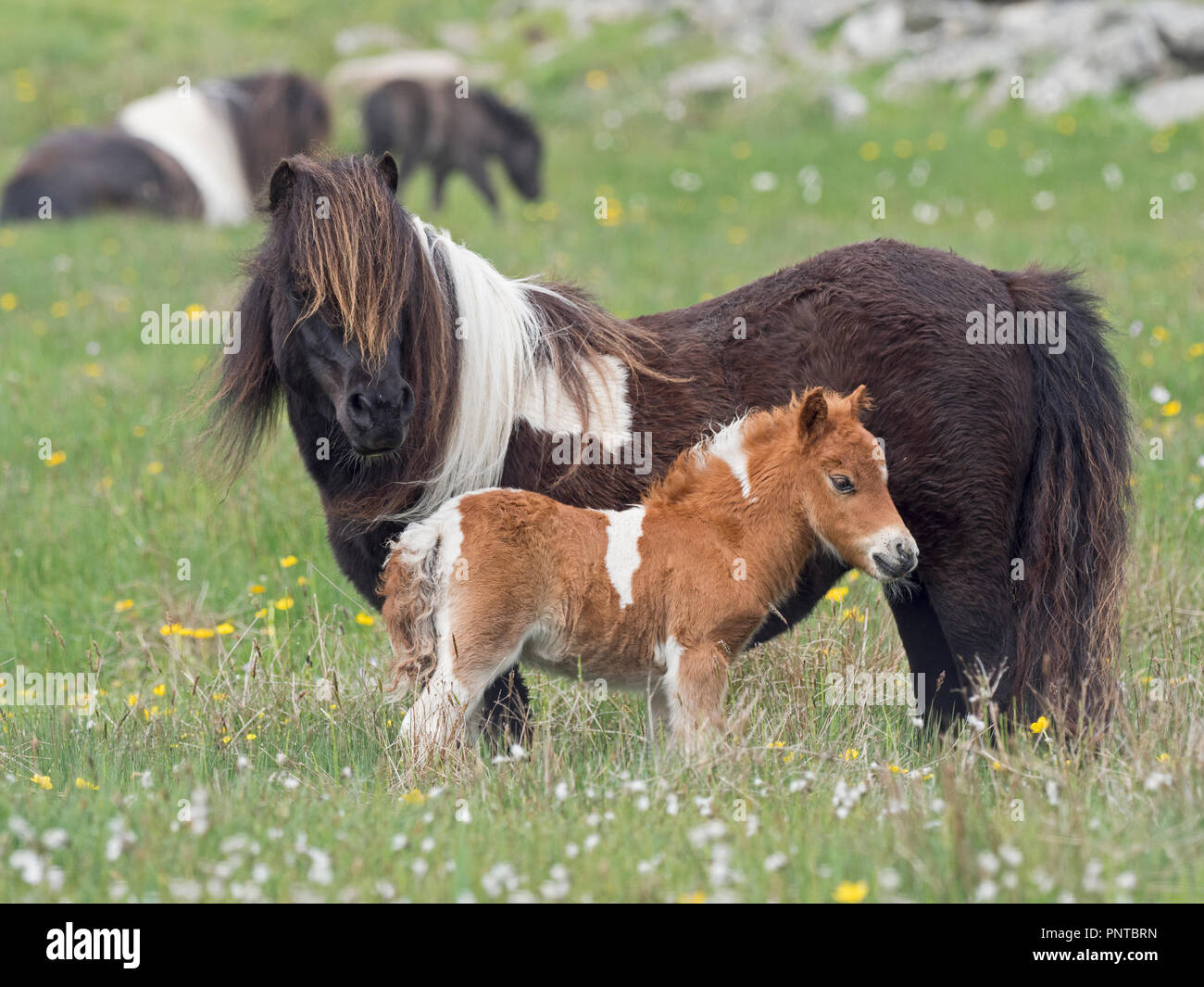 Pony Shetland madre con molla di puledro Shetland Foto Stock