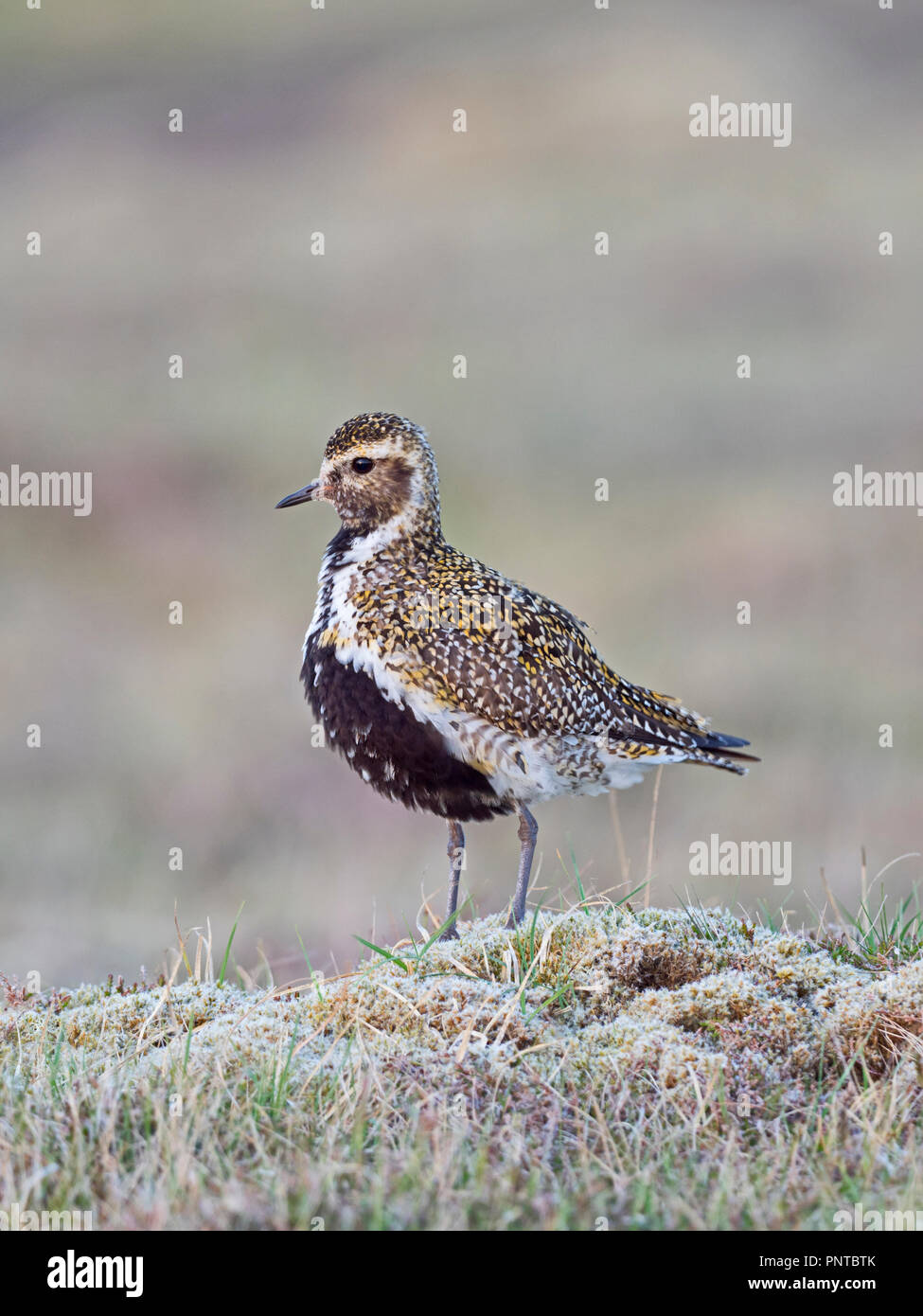 European Golden Plover Pluvialis apricaria maschio molla Shetland Foto Stock