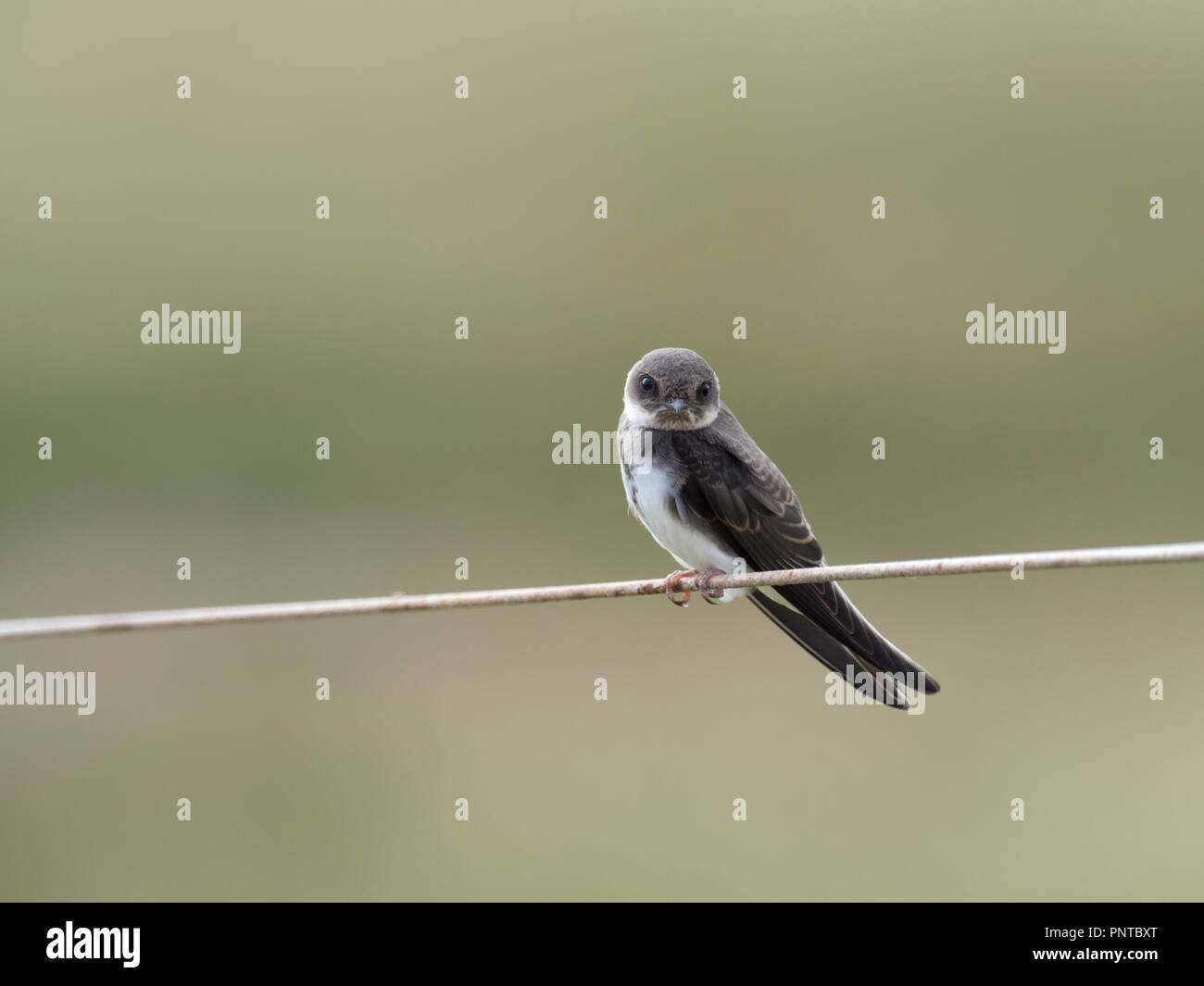 Sand Martin Riparia Riparia recentemente fledged capretti North Norfolk estate Foto Stock