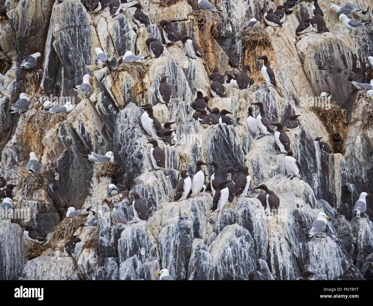 Guillemots & Kittiwakes nidificazione sulla scogliera Isola di fiocco farne Islands Northumberland estate Foto Stock