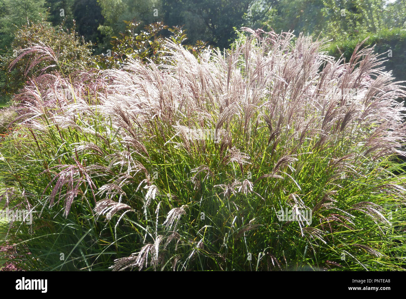 Miscanto - Miscanthus sinensis Red Cloud Foto Stock