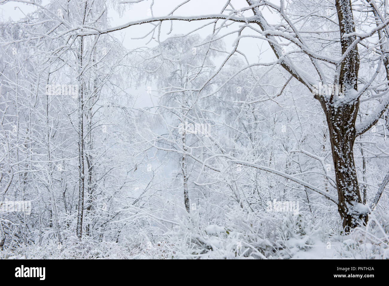Inverno alberi coperti di brina, rime e neve Foto Stock