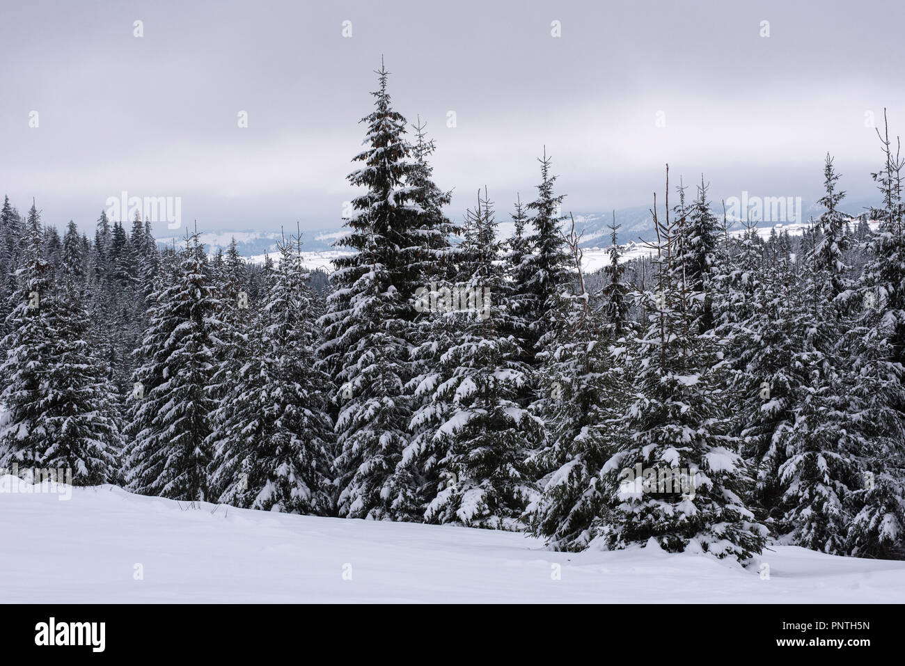 Natale e Anno Nuovo sfondo con inverno alberi in lontananza le montagne coperte di neve Foto Stock