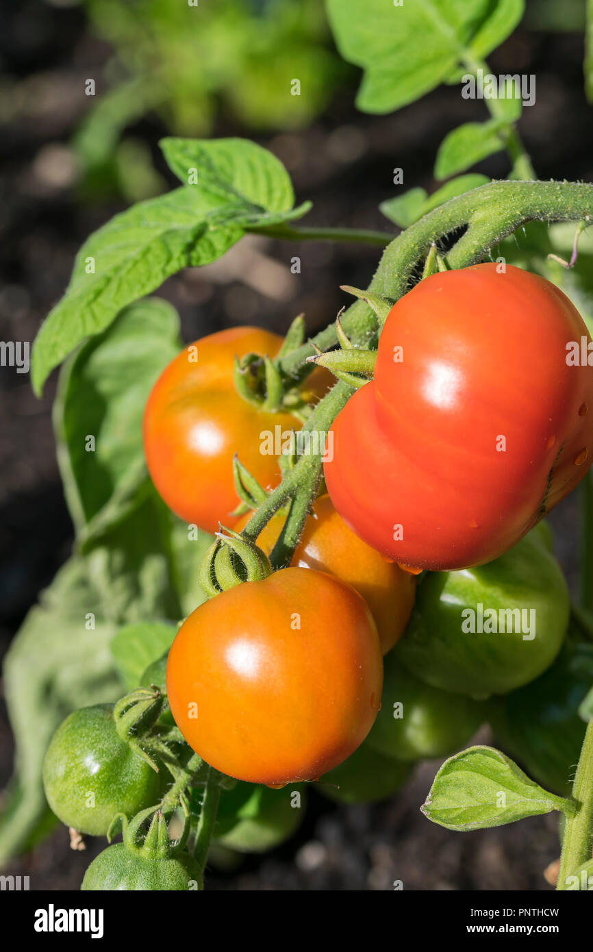 Un architrave di pomodori di maturazione Foto Stock