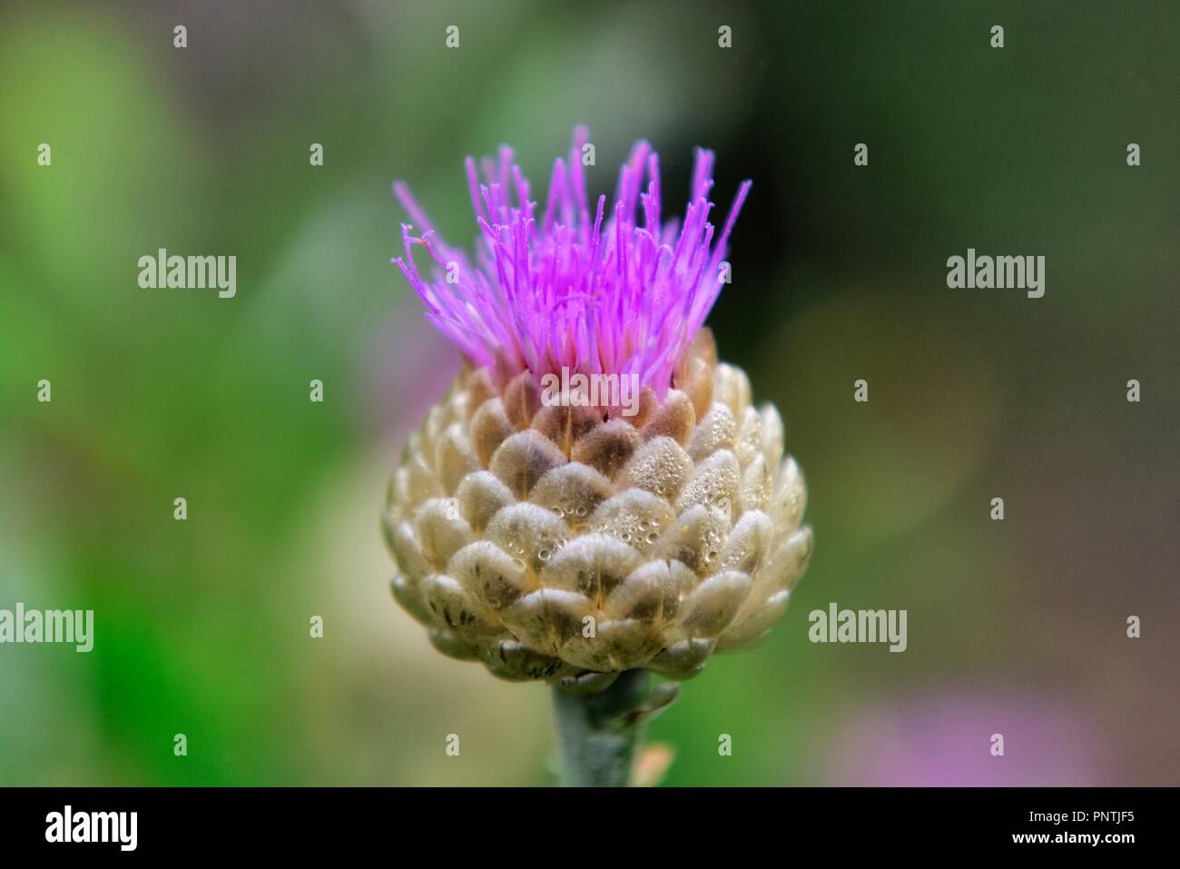 Silybum cardo mariano Foto Stock