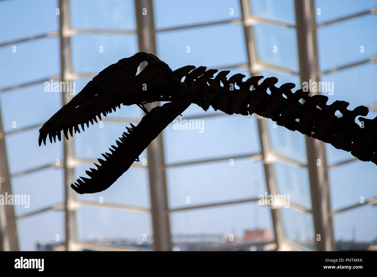 Scheletri di dinosauro nel museo della scienza nella Città delle Arti e delle Scienze di Valencia, Spagna Foto Stock