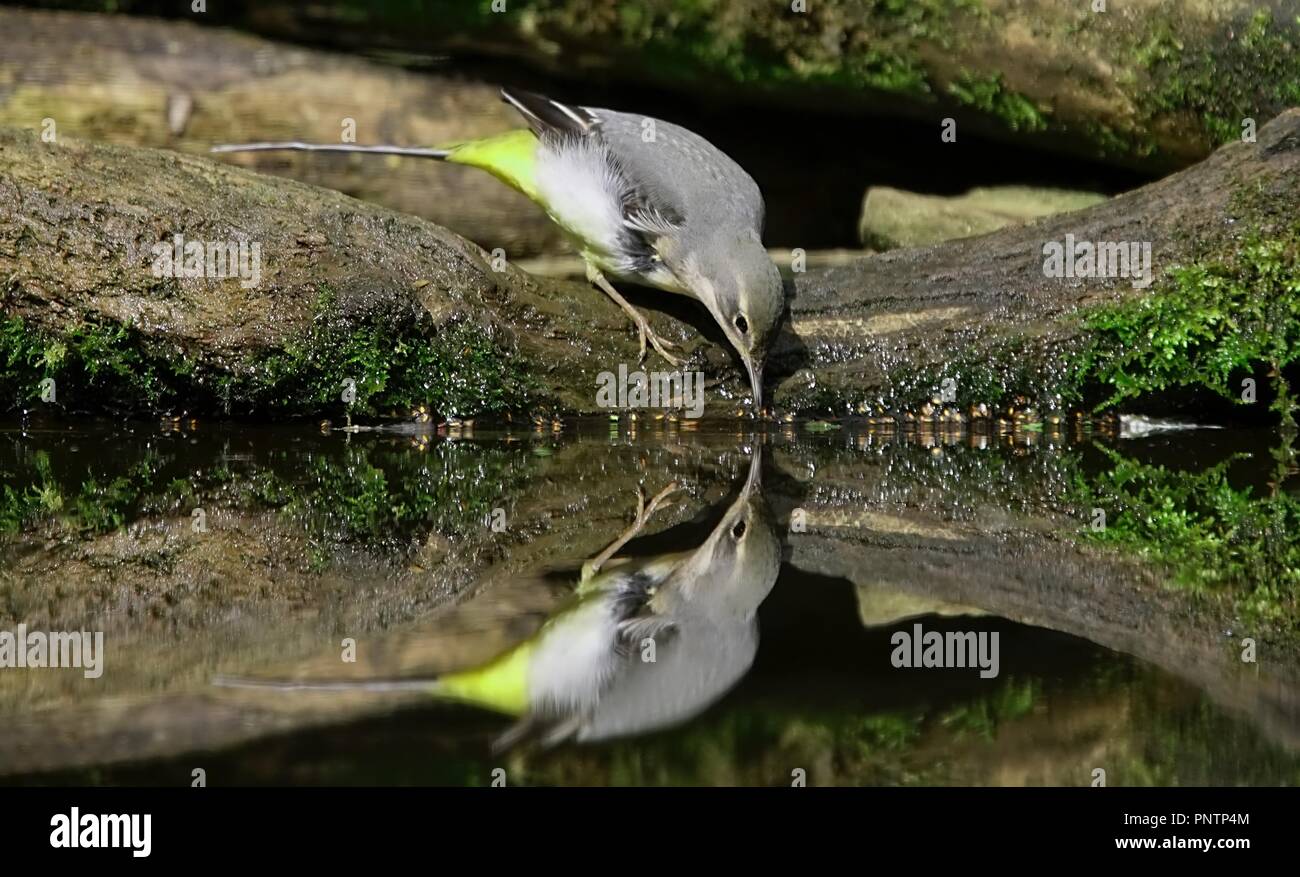 Wagtail giallo bird accanto ad un laghetto Foto Stock