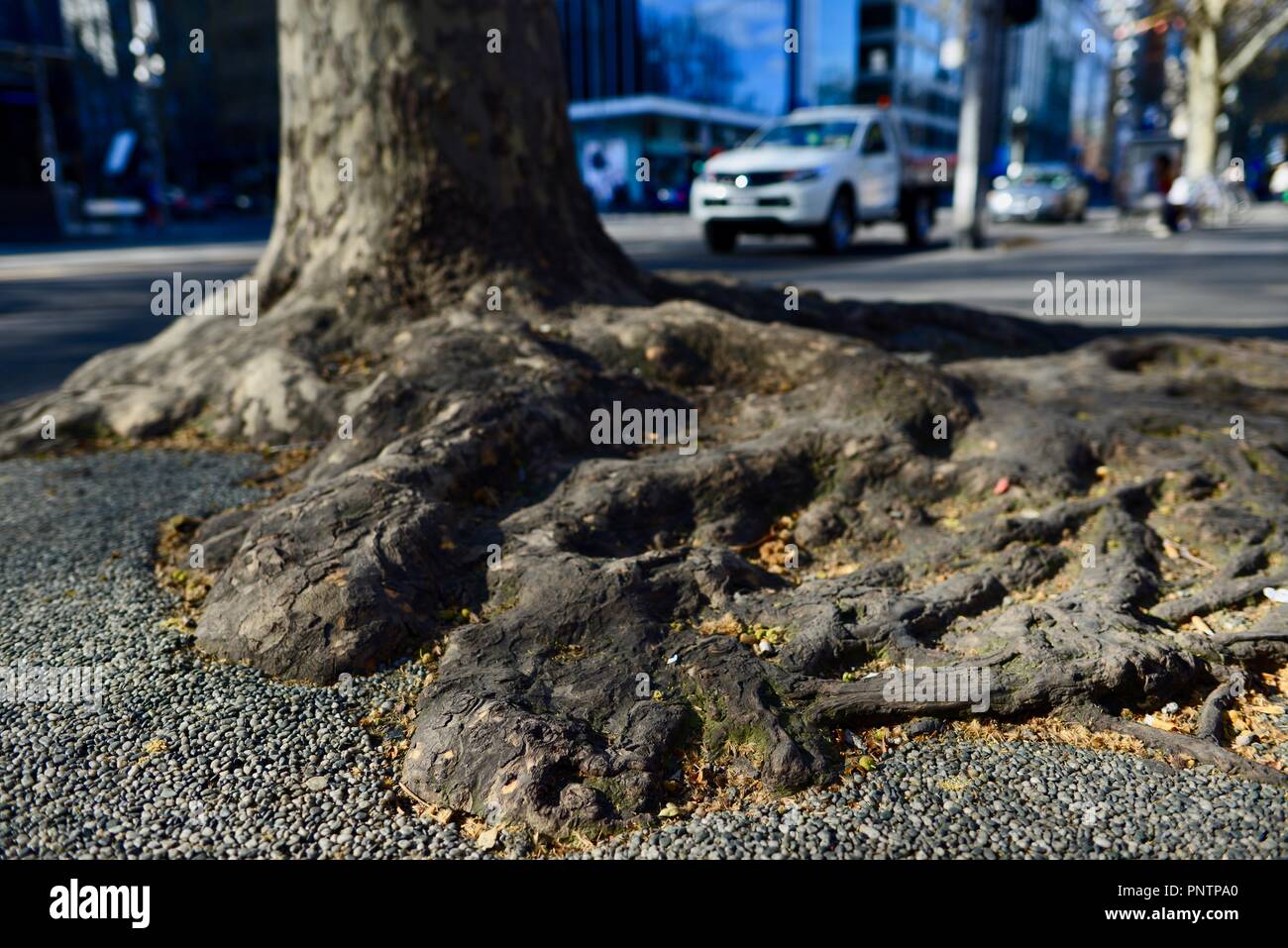 Radici di albero a combattere contro il marciapiede, Melbourne VIC, Australia Foto Stock