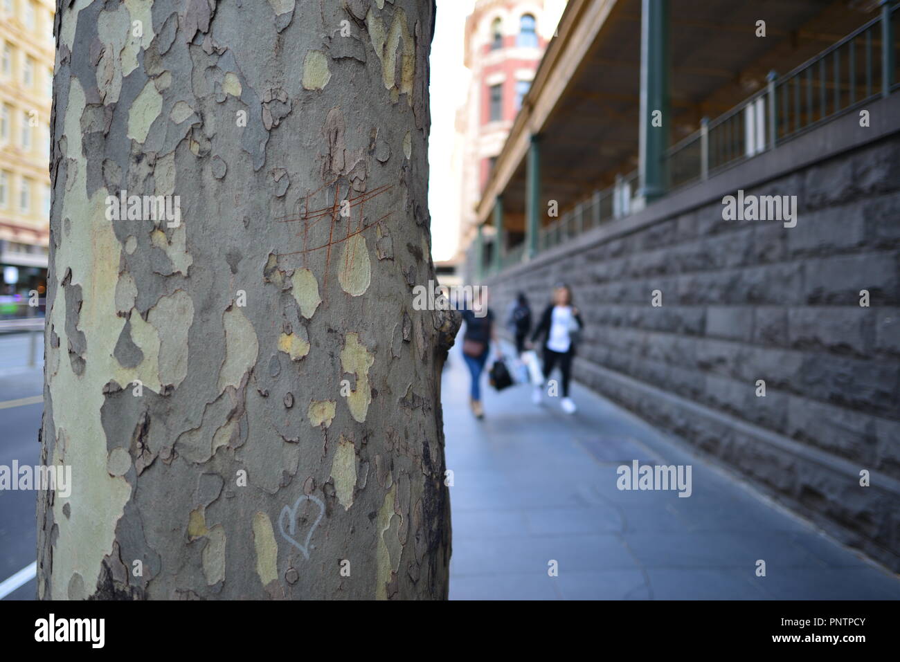 London plane tree crescono su Flinders Street, Melbourne VIC, Australia Foto Stock